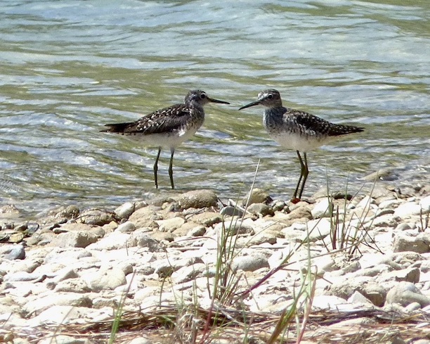 greenshank